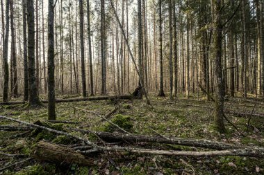 Yeşil yosunları ve yürüyüş yolları olan yeşil orman parkı.