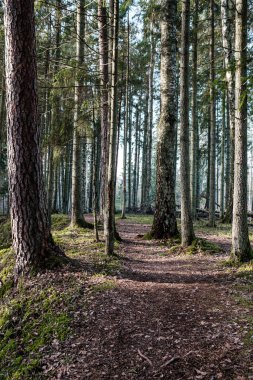 Yeşil yosunları ve yürüyüş yolları olan yeşil orman parkı.