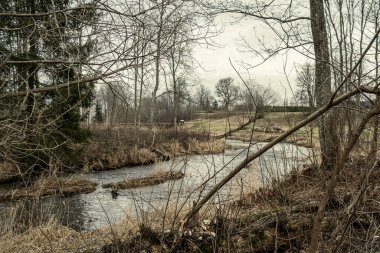 Sonbaharda ormandaki pitoresk nehir. Vahşi doğa, insan yok ve yaşlı kuru ağaç gövdeleri nehre düşmüş. Letonya 'da toplumdan izole edilmiş