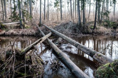 Sonbaharda ormandaki pitoresk nehir. Vahşi doğa, insan yok ve yaşlı kuru ağaç gövdeleri nehre düşmüş. Letonya 'da toplumdan izole edilmiş