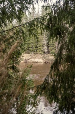 Sonbaharda ormandaki pitoresk nehir. Vahşi doğa, insan yok ve yaşlı kuru ağaç gövdeleri nehre düşmüş. Letonya 'da toplumdan izole edilmiş