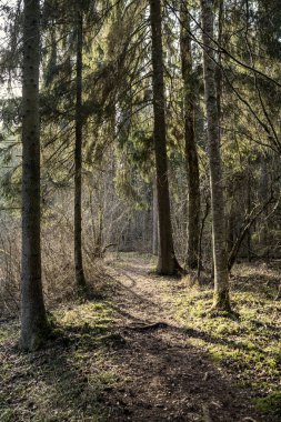 Yeşil yosunları ve yürüyüş yolları olan yeşil orman parkı.