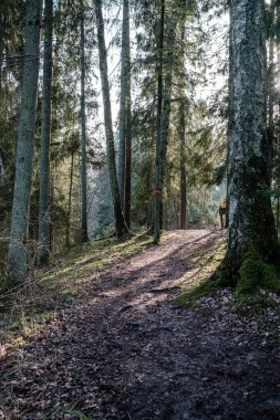 Yeşil yosunları ve yürüyüş yolları olan yeşil orman parkı.