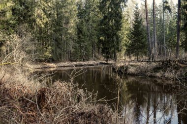 Sonbaharda ormandaki pitoresk nehir. Vahşi doğa, insan yok ve yaşlı kuru ağaç gövdeleri nehre düşmüş. Letonya 'da toplumdan izole edilmiş
