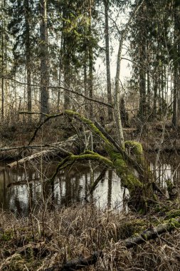 Sonbaharda ormandaki pitoresk nehir. Vahşi doğa, insan yok ve yaşlı kuru ağaç gövdeleri nehre düşmüş. Letonya 'da toplumdan izole edilmiş