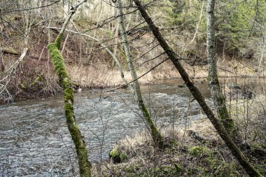 Sonbaharda ormandaki pitoresk nehir. Vahşi doğa, insan yok ve yaşlı kuru ağaç gövdeleri nehre düşmüş. Letonya 'da toplumdan izole edilmiş