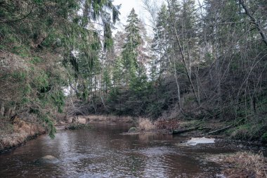Sonbaharda ormandaki pitoresk nehir. Vahşi doğa, insan yok ve yaşlı kuru ağaç gövdeleri nehre düşmüş. Letonya 'da toplumdan izole edilmiş