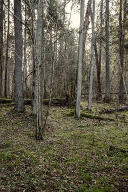 Yeşil yosunları ve yürüyüş yolları olan yeşil orman parkı.