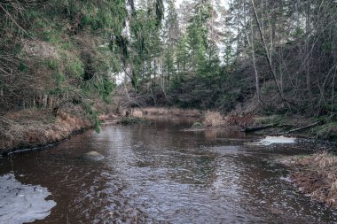 Sonbaharda ormandaki pitoresk nehir. Vahşi doğa, insan yok ve yaşlı kuru ağaç gövdeleri nehre düşmüş. Letonya 'da toplumdan izole edilmiş