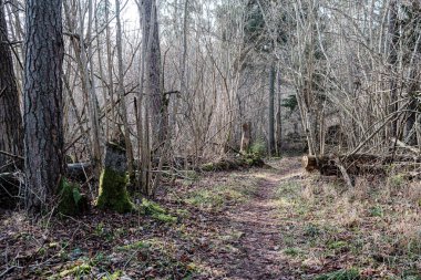 Yaşlı kuru ağaç gövdesi ormanda yatıyor. Topraktaki kırık odunlar Keşiş kuşların yaşayacağı bir yer.