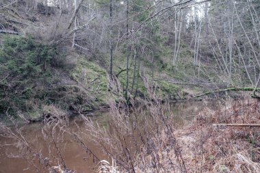 Sonbaharda ormandaki pitoresk nehir. Vahşi doğa, insan yok ve yaşlı kuru ağaç gövdeleri nehre düşmüş. Letonya 'da toplumdan izole edilmiş