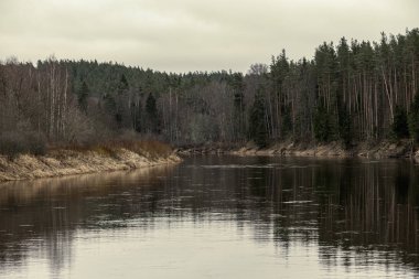 Sonbaharda ormandaki pitoresk nehir. Vahşi doğa, insan yok ve yaşlı kuru ağaç gövdeleri nehre düşmüş. Letonya 'da toplumdan izole edilmiş