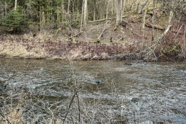 Sonbaharda ormandaki pitoresk nehir. Vahşi doğa, insan yok ve yaşlı kuru ağaç gövdeleri nehre düşmüş. Letonya 'da toplumdan izole edilmiş