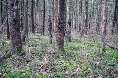 Yeşil yosunları ve yürüyüş yolları olan yeşil orman parkı.
