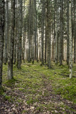 Yeşil yosunları ve yürüyüş yolları olan yeşil orman parkı.