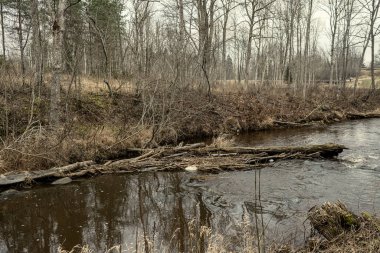 Sonbaharda ormandaki pitoresk nehir. Vahşi doğa, insan yok ve yaşlı kuru ağaç gövdeleri nehre düşmüş. Letonya 'da toplumdan izole edilmiş