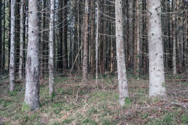 Yeşil yosunları ve yürüyüş yolları olan yeşil orman parkı.