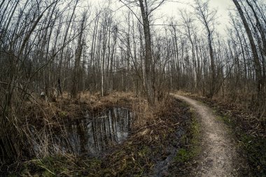 Ormanda, sonbahar renklerinde ıslak yüzeyi olan boş kirli çakıl yolu.