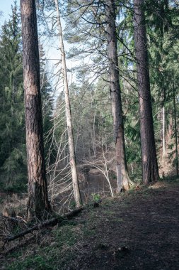 Yeşil yosunları ve yürüyüş yolları olan yeşil orman parkı.