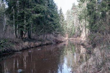 Sonbaharda ormandaki pitoresk nehir. Vahşi doğa, insan yok ve yaşlı kuru ağaç gövdeleri nehre düşmüş. Letonya 'da toplumdan izole edilmiş
