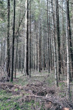 Yeşil yosunları ve yürüyüş yolları olan yeşil orman parkı.