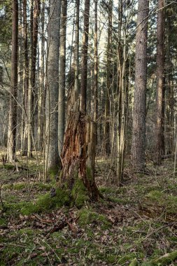 Yaşlı kuru ağaç gövdesi ormanda yatıyor. Topraktaki kırık odunlar Keşiş kuşların yaşayacağı bir yer.