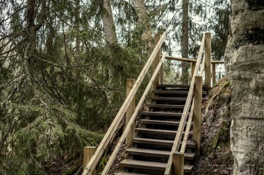 Ormanda nehrin üzerindeki eski ahşap köprü.