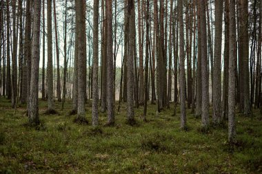 Yeşil yosunları ve yürüyüş yolları olan yeşil orman parkı.
