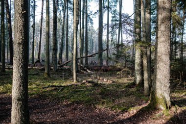 Yeşil yosunları ve yürüyüş yolları olan yeşil orman parkı.