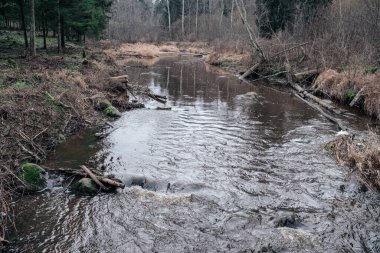 Sonbaharda ormandaki pitoresk nehir. Vahşi doğa, insan yok ve yaşlı kuru ağaç gövdeleri nehre düşmüş. Letonya 'da toplumdan izole edilmiş