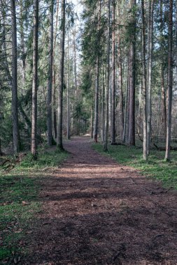 Ormanda, sonbahar renklerinde ıslak yüzeyi olan boş kirli çakıl yolu.