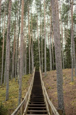 Ormanda nehrin üzerindeki eski ahşap köprü.