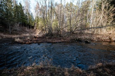 Sonbaharda ormandaki pitoresk nehir. Vahşi doğa, insan yok ve yaşlı kuru ağaç gövdeleri nehre düşmüş. Letonya 'da toplumdan izole edilmiş
