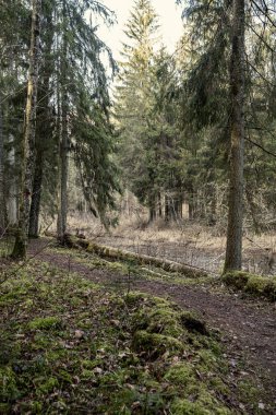 Sonbaharda ormandaki pitoresk nehir. Vahşi doğa, insan yok ve yaşlı kuru ağaç gövdeleri nehre düşmüş. Letonya 'da toplumdan izole edilmiş