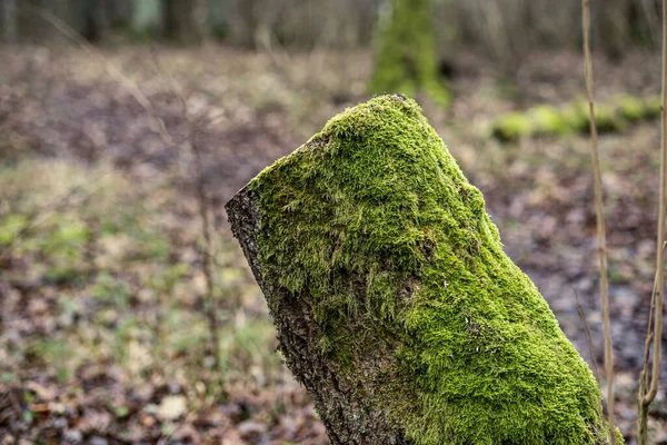 Vecchio Tronco Albero Secco Calpesta Posa Nella Foresta Tronchi Rotti — Foto Stock