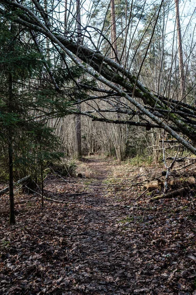 Alter Trockener Baumstamm Stampft Wald Liegend Zerbrochene Baumstämme Der Erde — Stockfoto