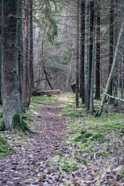 Prázdná Špinavá Štěrková Cesta Lese Mokrým Povrchem Podzimních Barvách — Stock fotografie