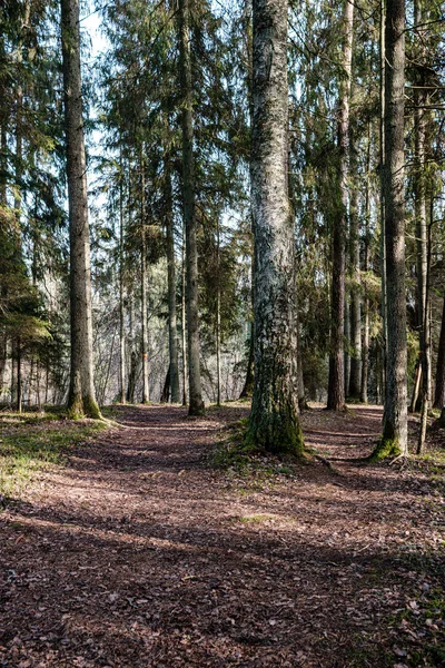 Schöne Saubere Fichte Immergrünen Waldpark Mit Grünem Moos Und Pfad — Stockfoto