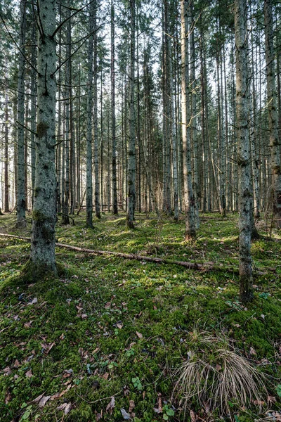 Красивая Чистая Ель Вечнозеленый Лесной Парк Зеленым Мхом Тропинка Прогулок — стоковое фото