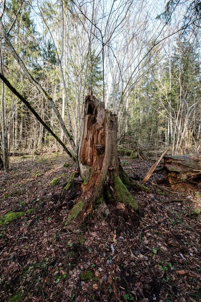 Régi Száraz Fatörzsek Tapossák Erdőt Törött Rönkök Földben Egy Hely — Stock Fotó