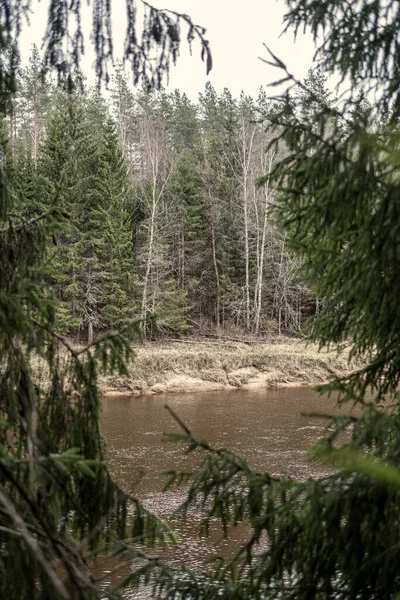 Rivière Pittoresque Forêt Automne Nature Sauvage Aucun Peuple Vieux Troncs — Photo