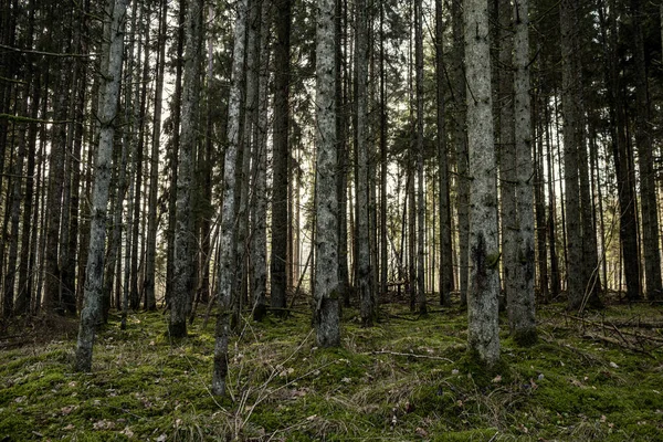 Όμορφη Καθαρή Ερυθρελάτη Δέντρο Αειθαλές Δάσος Πάρκο Πράσινα Βρύα Και — Φωτογραφία Αρχείου