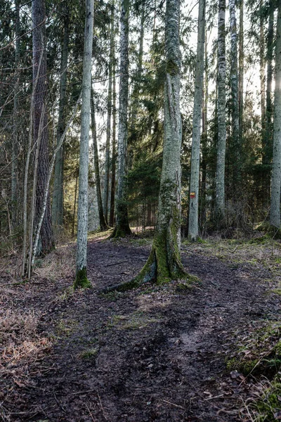 Schöne Saubere Fichte Immergrünen Waldpark Mit Grünem Moos Und Pfad — Stockfoto