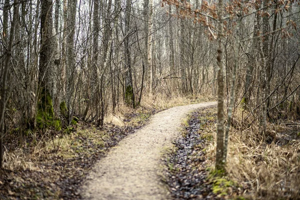 Prázdná Špinavá Štěrková Cesta Lese Mokrým Povrchem Podzimních Barvách — Stock fotografie