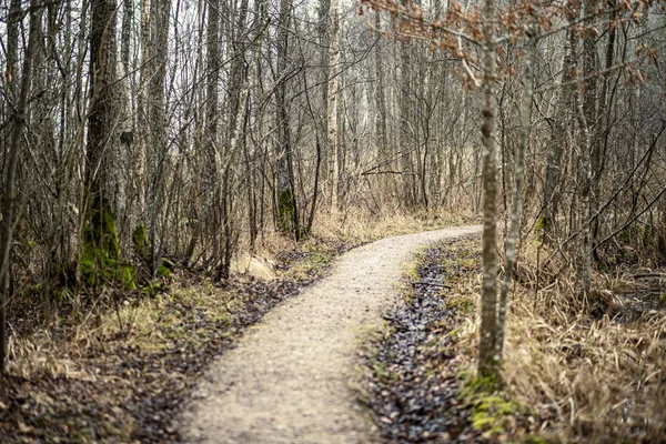 Sterrato Sporco Vuoto Strada Sterrata Nella Foresta Con Superficie Bagnata — Foto Stock