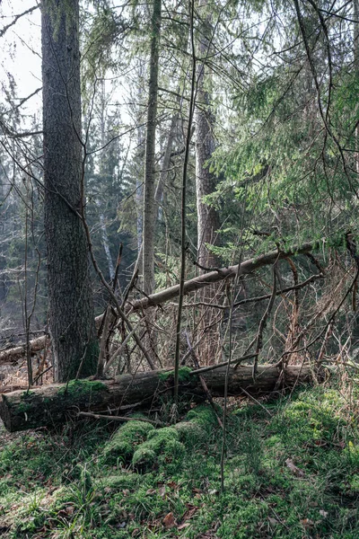 Alter Trockener Baumstamm Stampft Wald Liegend Zerbrochene Baumstämme Der Erde — Stockfoto
