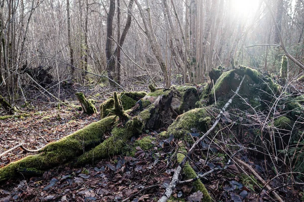 Staré Suché Dřevěné Šlápoty Ležící Lese Polámaná Polena Zemi Místo — Stock fotografie