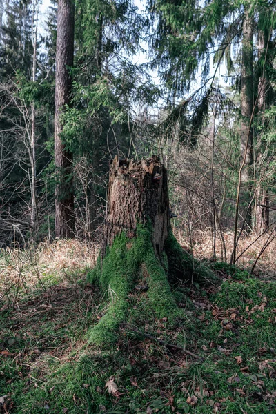 Старі Сухі Шлунки Стовбура Дерева Лежать Лісі Зламані Колоди Землі — стокове фото