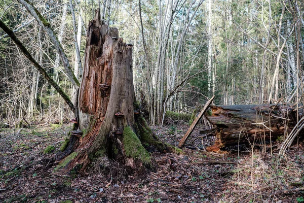 Vecchio Tronco Albero Secco Calpesta Posa Nella Foresta Tronchi Rotti — Foto Stock