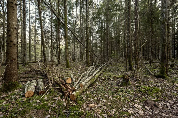 Vecchio Tronco Albero Secco Calpesta Posa Nella Foresta Tronchi Rotti — Foto Stock
